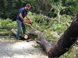 Leaf Removal in Groveland, ID