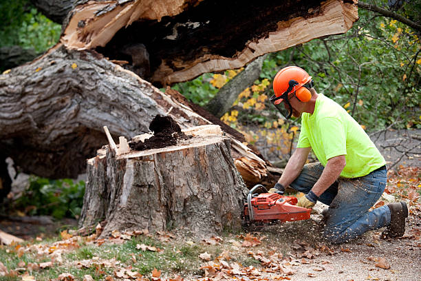 Best Utility Line Clearance  in Groveland, ID