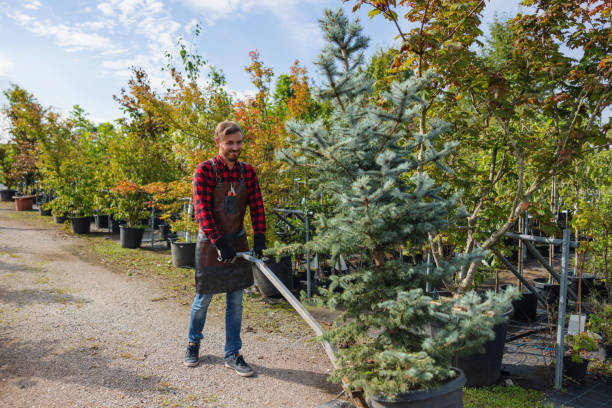 How Our Tree Care Process Works  in  Groveland, ID